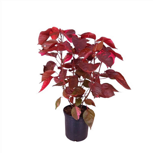Acalypha Wilkesiana' Jacob’s Coat' (Copperleaf)