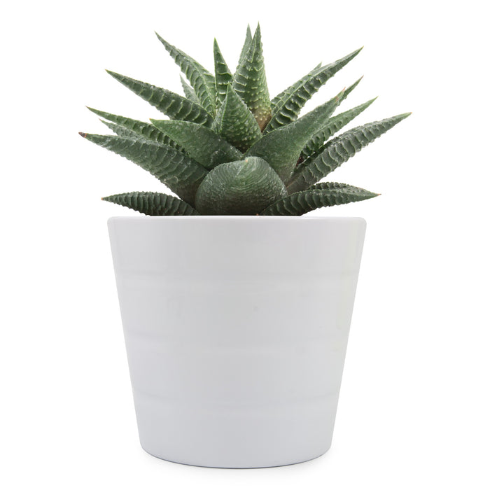 Haworthia Limifolia Spider White “White Fairy Washboard”