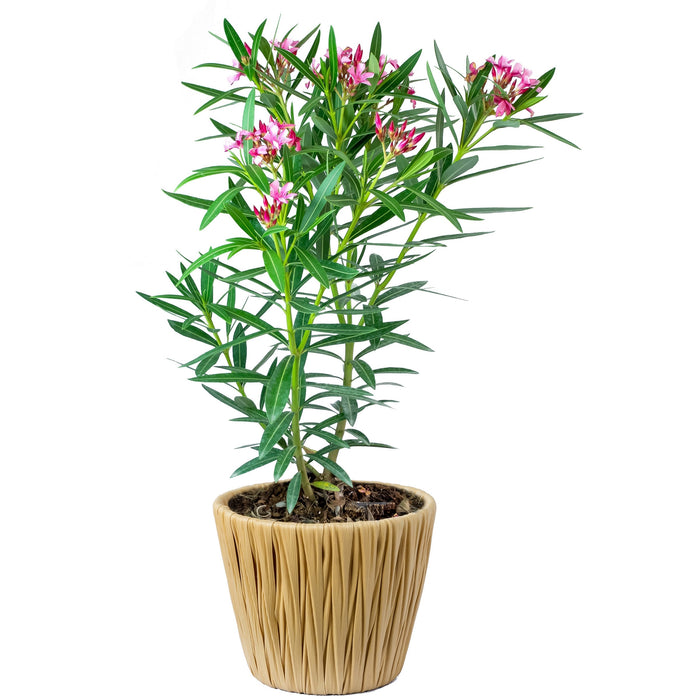 Nerium Oleander (Oleander/Nerium)