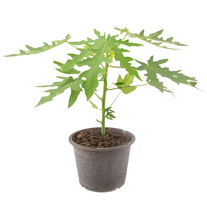 Papaya  (Carica Papaya)