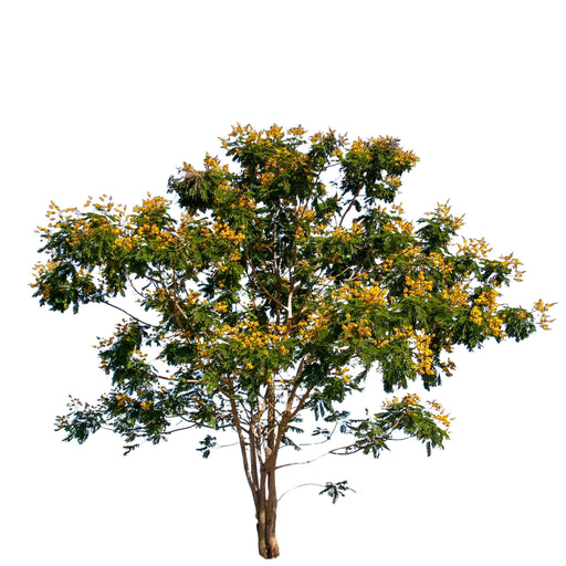 Peltophorum Inerme