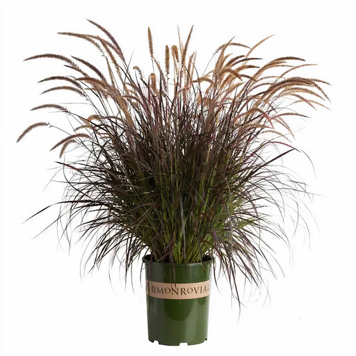 Pennisetum setaceum