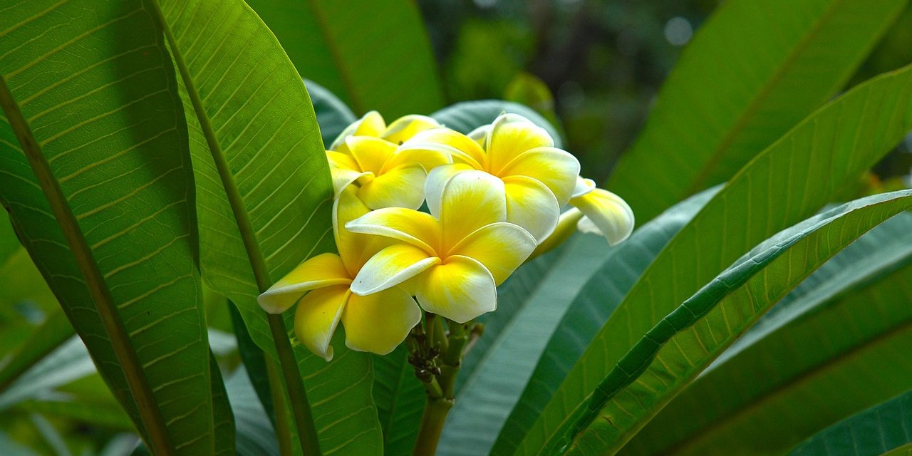 Plumeria Obtusa