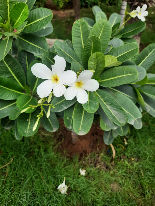 Plumeria Obtusa