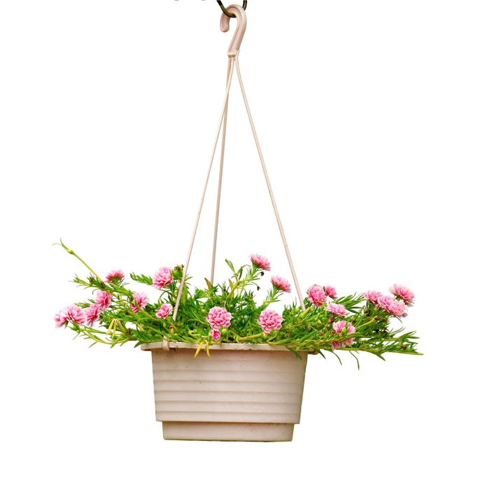 Portulaca Grandiflora “Hanging” (Eleven o'Clock/Mexican Rose/Sun Rose/Rock Rose/Moss Rose)