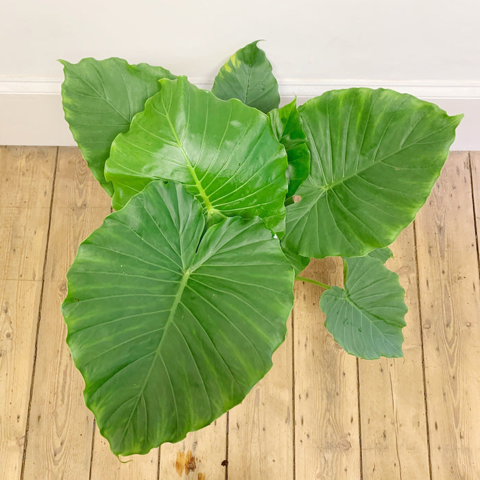 Alocasia Gageana (Dwarf Elephant Ear)