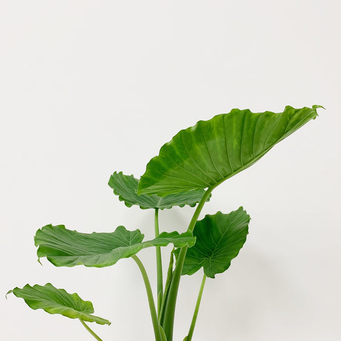 Alocasia Gageana (Dwarf Elephant Ear)
