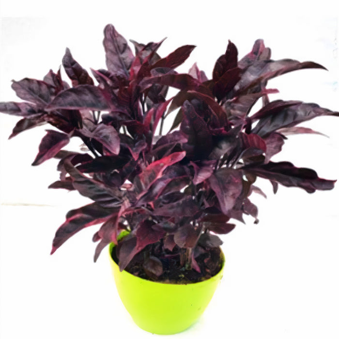 Pseuderanthemum Carruthersii Var. Atropurpureum “Eranthemum”