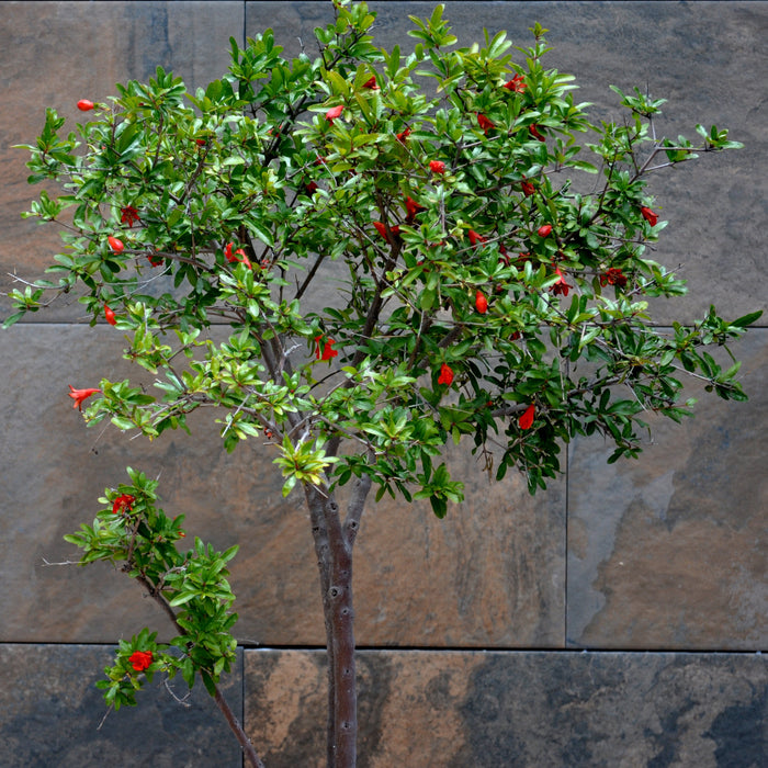 Punica Granatum “Pomegranate”