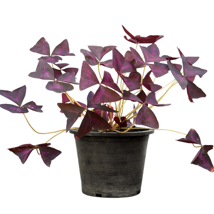 Oxalis Triangularis “Love Plant” (Purple Shamrock)