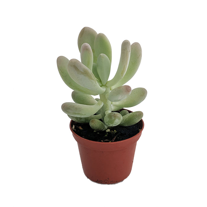 Pachyphytum Oviferum “Sugaralmond Plant”  (Moonstone)