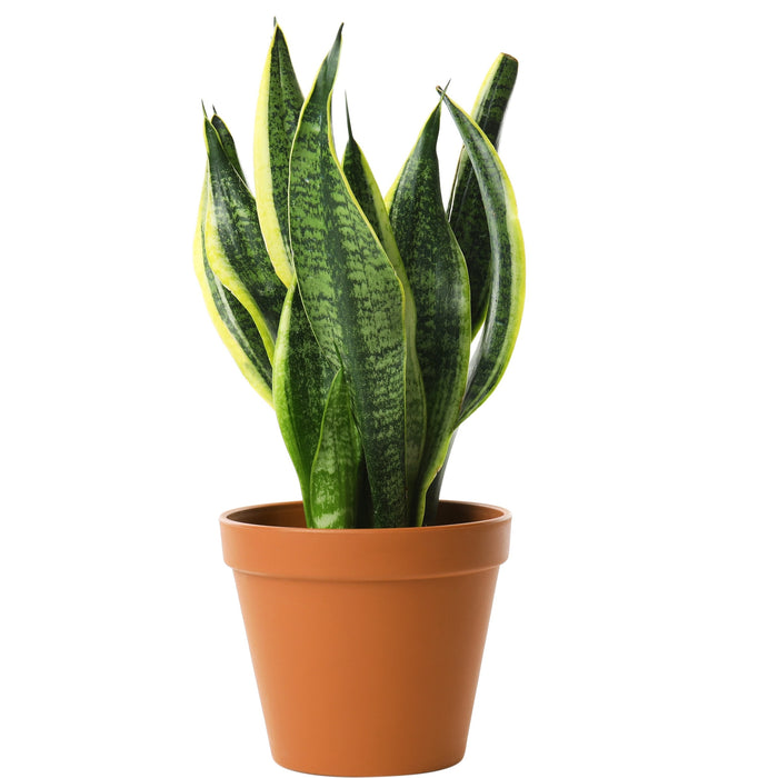 Sansevieria Superba (Snake Plant/Mother-In-Law's Tongue/Dracaena Trifasciata/Saint George's Sword)
