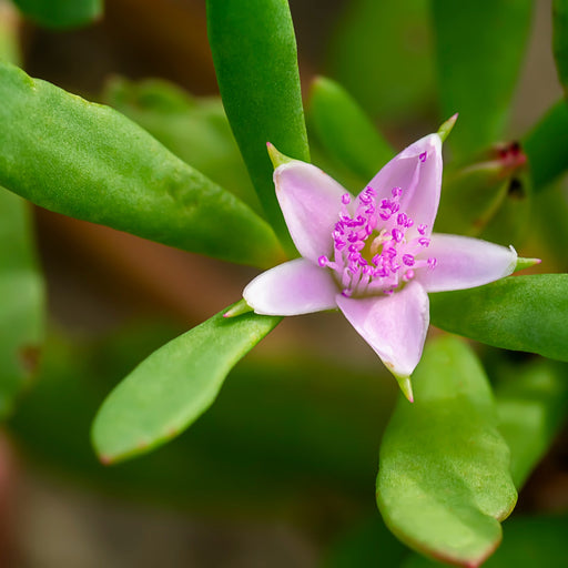 Sea Purslane