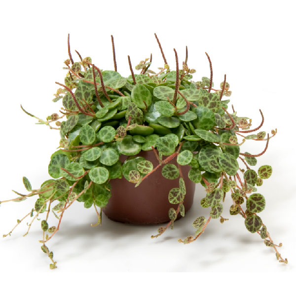 Peperomia Prostrata “String of Turtles”