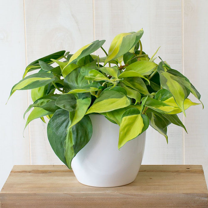 Philodendron “Brasil” (Heartleaf Philodendron)