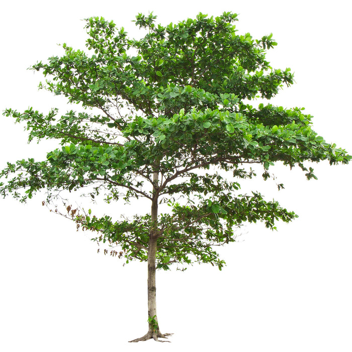 Terminalia Catappa (Country Almond/Sea Almond/False Kamani/Indian Almond)