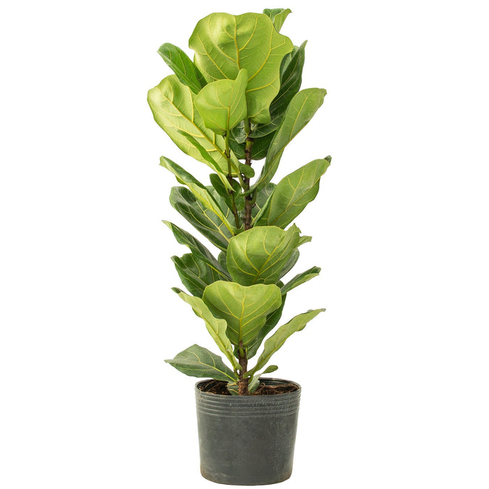 Terminalia Catappa (Country Almond/Sea Almond/False Kamani/Indian Almond)