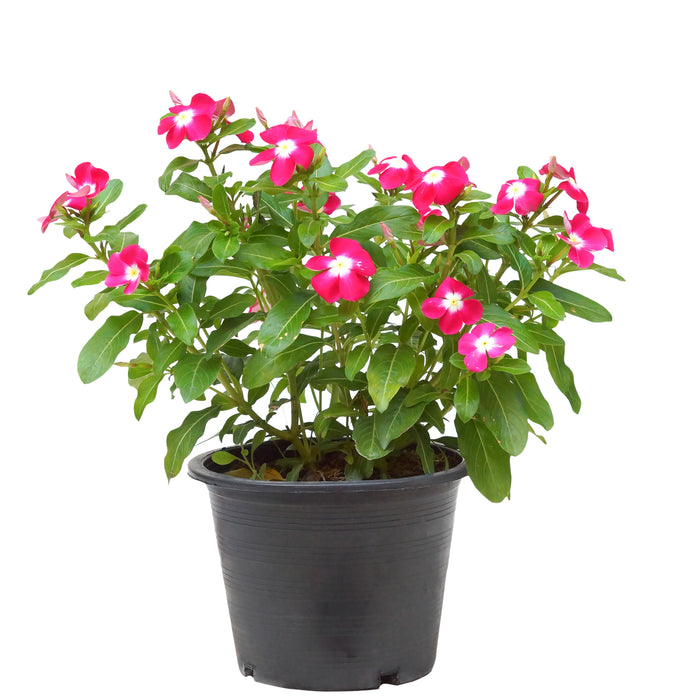 Vinca “Catharanthus Roseus” (Bright Eyes/Cape Periwinkle/Graveyard Plant/Old Maid/Rose Periwinkle)
