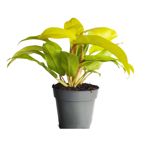 Philodendron "Malay Gold”