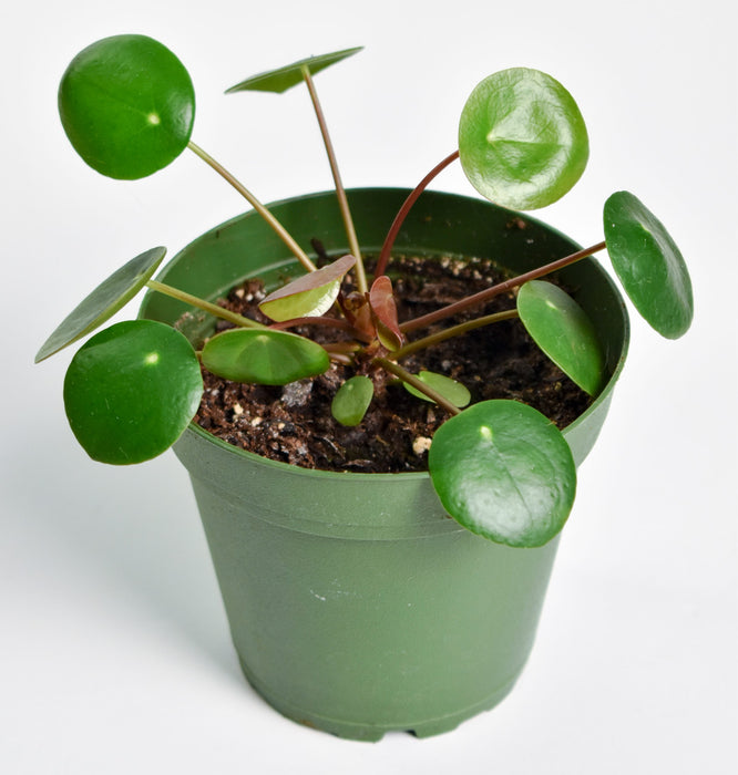 Pilea Peperomoides “Chinese Money Plant”