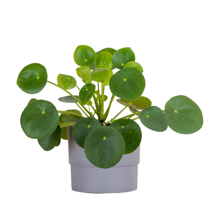 Pilea Peperomoides “Chinese Money Plant”