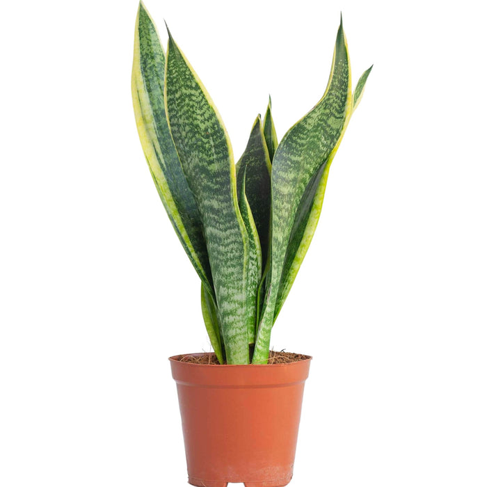 Sansevieria Superba “Snake Plant” (Mother-in-Law's Tongue)