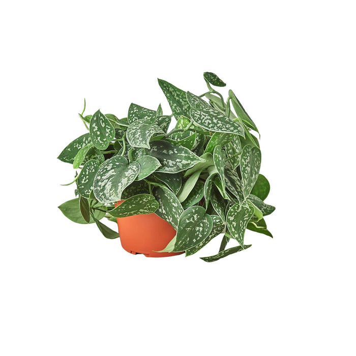 Scindapsus Pictus “Satin Pothos”