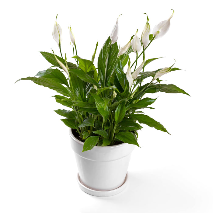 Spathiphyllum “Peace Lily”