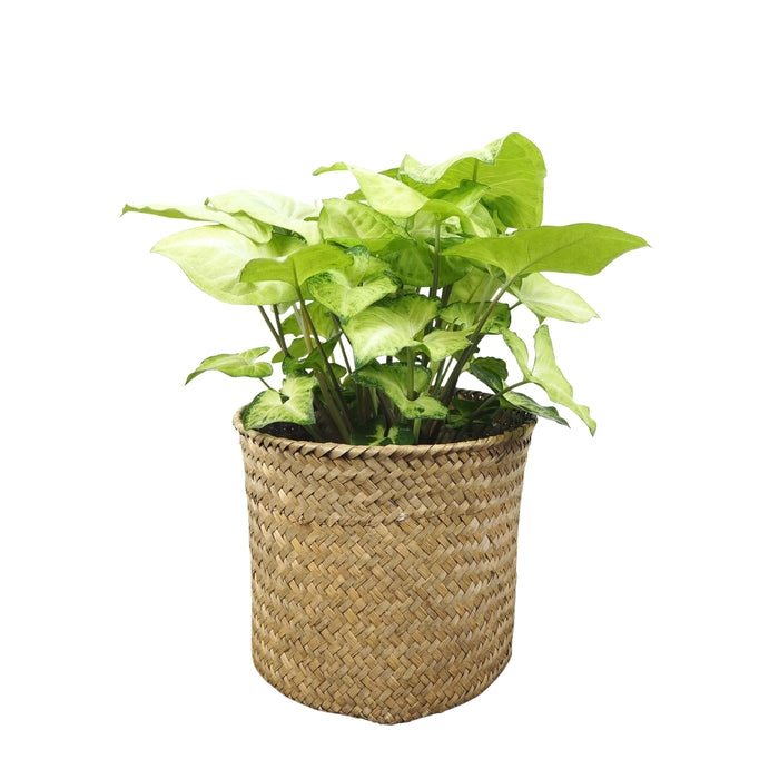 Syngonium “Arrow” (Arrowhead Plant)