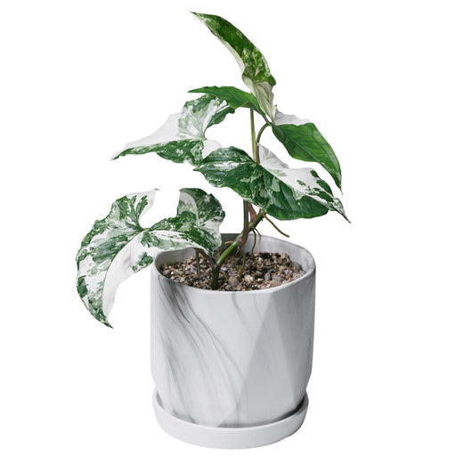 syngonium albo variegata