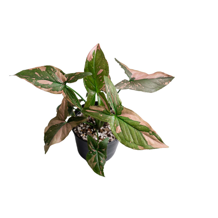 Syngonium “Pink Splash” (Arrowhead Vine)
