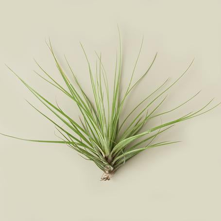 Tillandsia