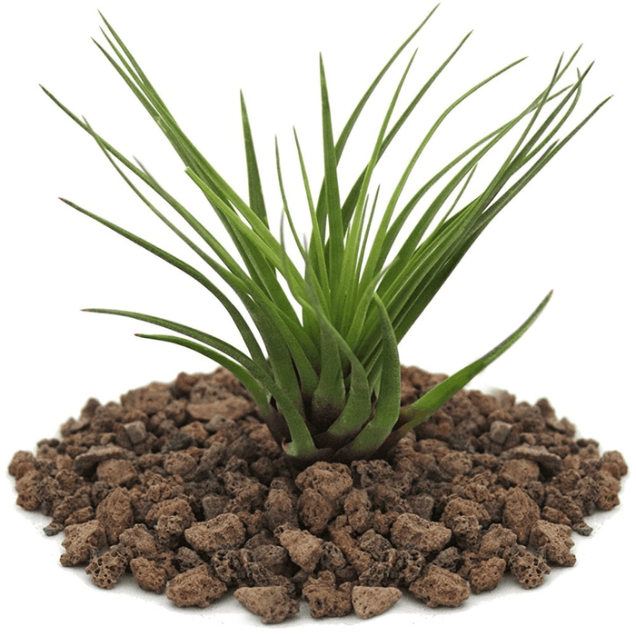 Tillandsia