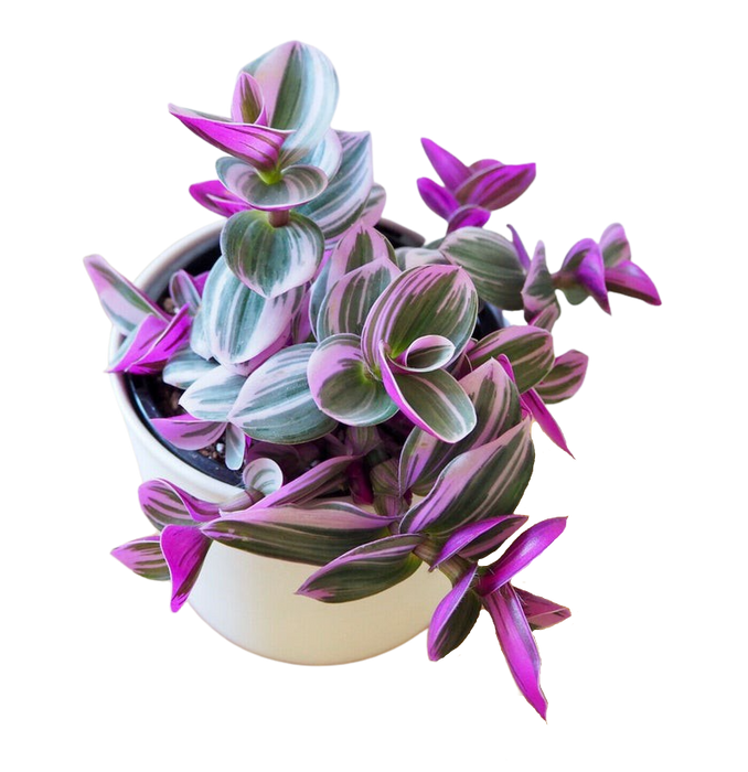 Tradescantia Nanouk “Tricolor”