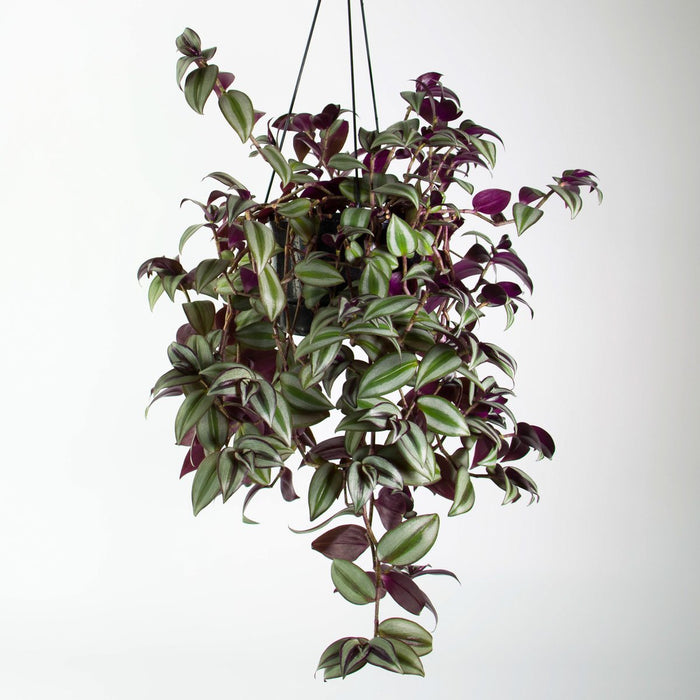 Tradescantia Zebrina