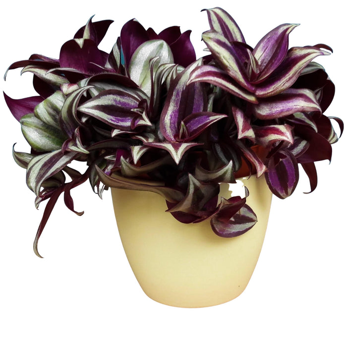 Tradescantia Zebrina