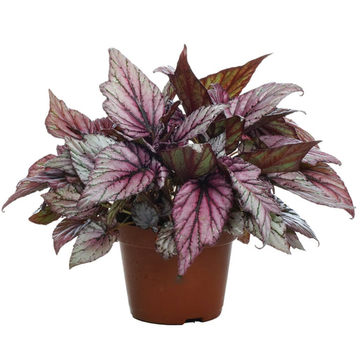 Begonia Blad Rex