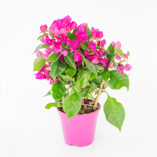 Bougainvillea (Pink Pixie)