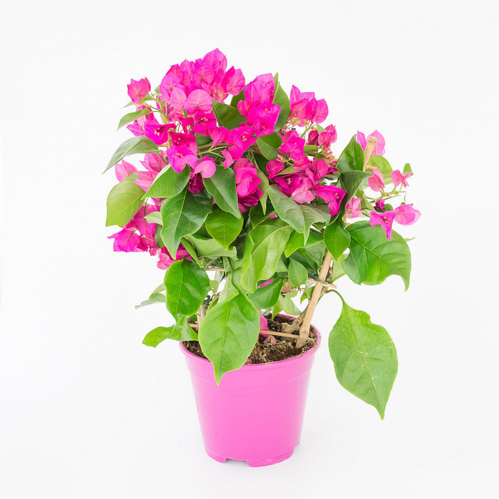 Bougainvillea (Pink Pixie)