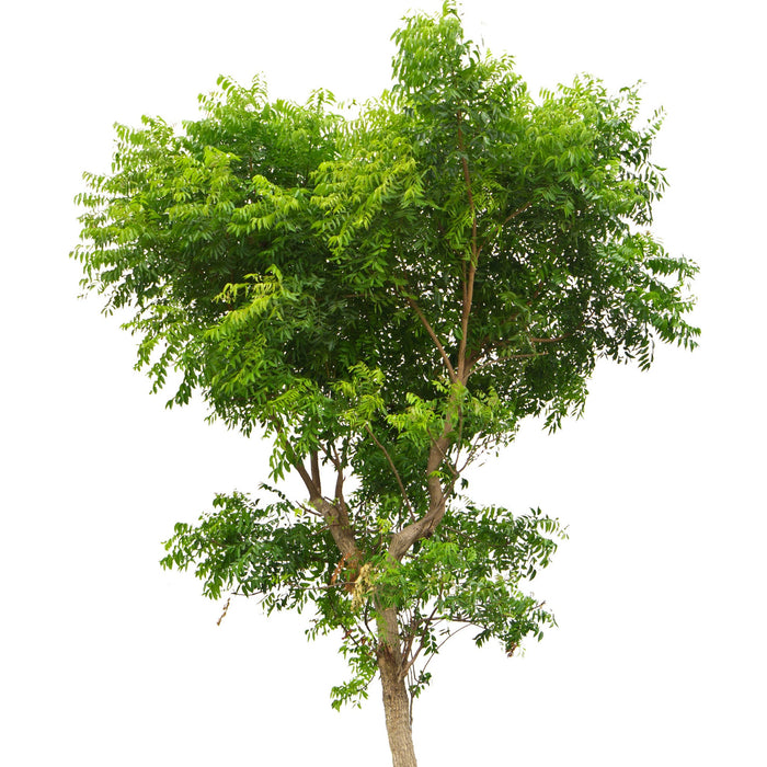 Azadirachta Indica