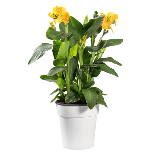Canna Indica