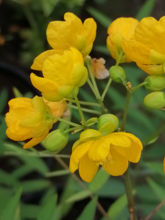 Cassia Surattensis