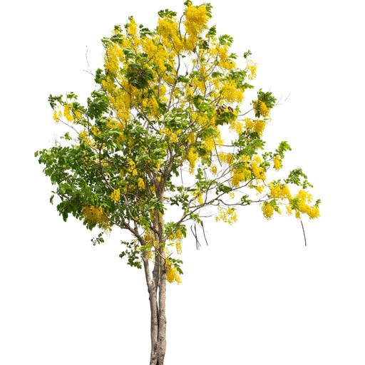 Cassia Surattensis