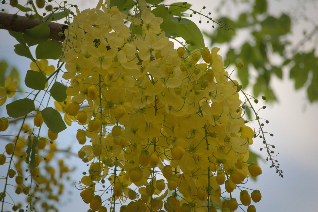 Cassia Surattensis
