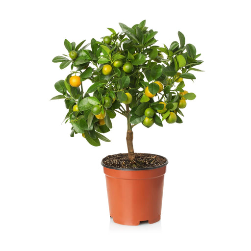 Citrus Lemon “Bin Zaheer” (Lemon)