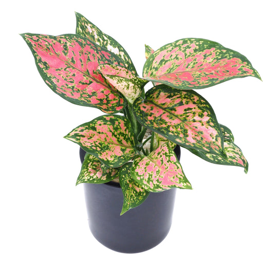 Aglaonema 'Red Valentine'