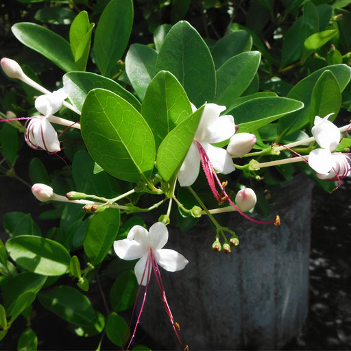 Clerodemdrum Inerme “Wild Jasmine”