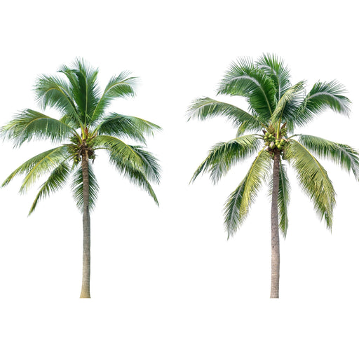 Cocos Nucifera “Coconut Tree”