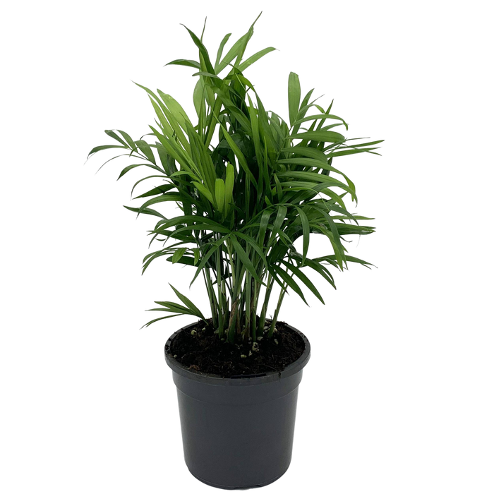 Parlor Palm