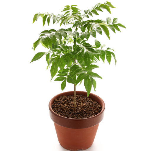 Curry Leaves/Murraya Koenigii “Sweet Neem”